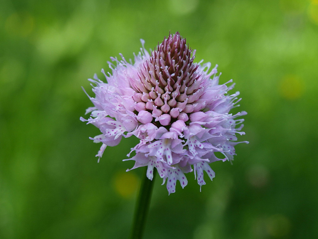 Dactylorhiza traunsteineri / Orchide di Traunsteiner